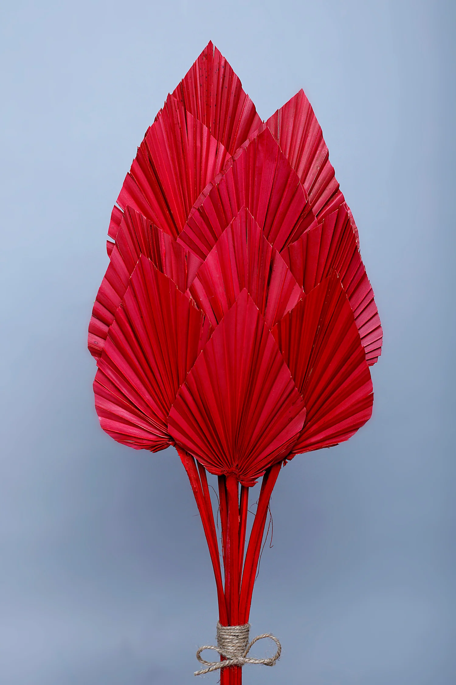 PALM SPEAR-RED COLOUR